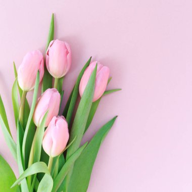 Pembe Lale pembe arka plan üzerinde. Düz yatıyordu, en iyi görünüm. Valenti