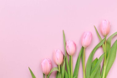 Pembe Lale pembe arka plan üzerinde. Düz yatıyordu, en iyi görünüm. Valenti