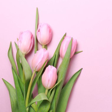 Pembe Lale pembe arka plan üzerinde. Düz yatıyordu, en iyi görünüm. Valenti