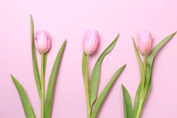 Rosa Tulpen auf dem rosa Hintergrund. flache Lage, Draufsicht. valenti — Stockfoto