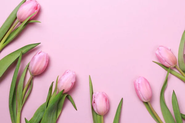 Rosa Tulpen auf dem rosa Hintergrund. flache Lage, Draufsicht. valenti — Stockfoto