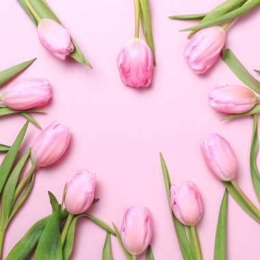 Pembe Lale pembe arka plan üzerinde. Düz yatıyordu, en iyi görünüm. Valenti