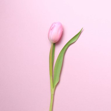 Pembe Lale pembe arka plan üzerinde. Düz yatıyordu, en iyi görünüm. Valenti