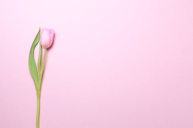 Pembe Lale pembe arka plan üzerinde. Düz yatıyordu, en iyi görünüm. Valenti