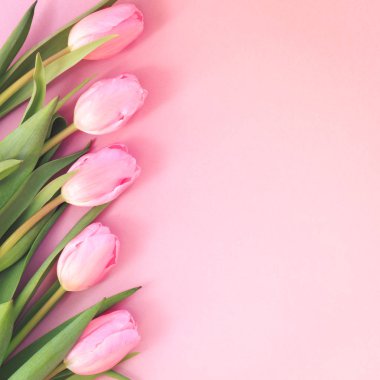 Pembe Lale pembe arka plan üzerinde. Düz yatıyordu, en iyi görünüm. Valenti