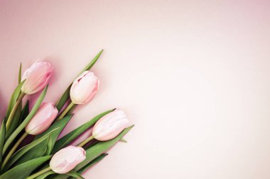 Pembe Lale pembe arka plan üzerinde. Düz yatıyordu, en iyi görünüm. Valenti