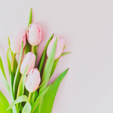 Pembe Lale pembe arka plan üzerinde. Düz yatıyordu, en iyi görünüm. Valenti