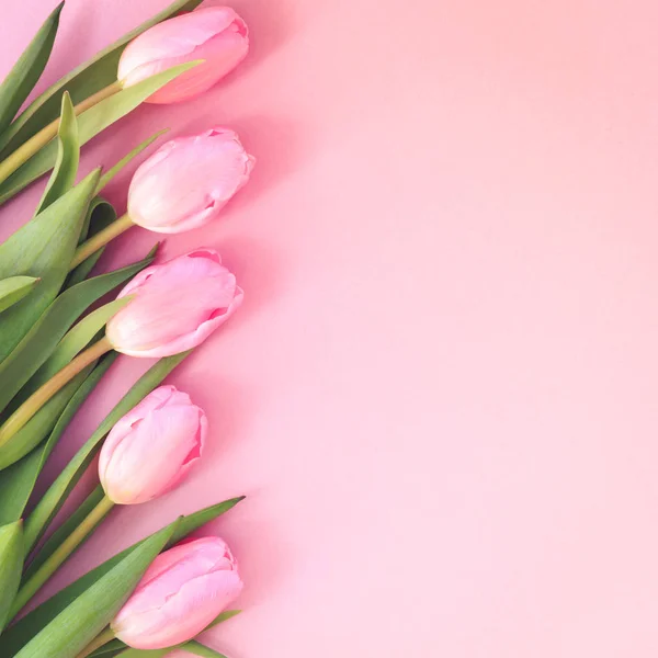 Rózsaszín tulipán a rózsaszín háttér. Lapos feküdt, felső kilátás. Veres Dániel — Stock Fotó