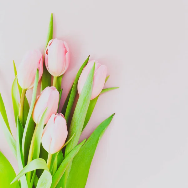 Rosa tulpaner på rosa bakgrund. Platt lekmanna, top view. Valenti — Stockfoto