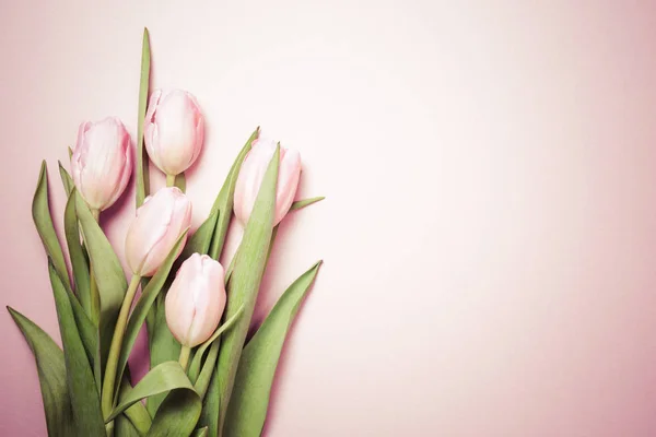 Rosa tulpaner på rosa bakgrund. Platt lekmanna, top view. Valenti — Stockfoto