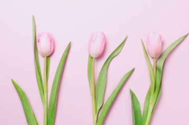Pembe Lale pembe arka plan üzerinde. Düz yatıyordu, en iyi görünüm. Valenti
