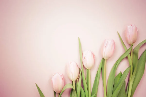 Rózsaszín tulipán a rózsaszín háttér. Lapos feküdt, felső kilátás. Veres Dániel — Stock Fotó