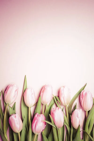 Рожеві тюльпани на рожевий фон. Плоскі мирян, top погляд. Валенти — стокове фото