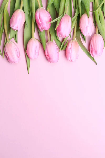 Rosa tulpaner på rosa bakgrund. Platt lekmanna, top view. Valenti — Stockfoto