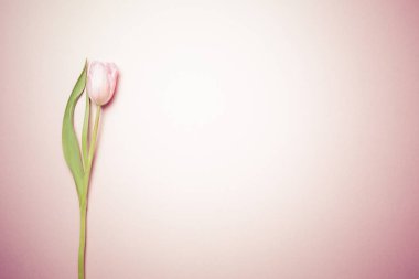 Pembe Lale pembe arka plan üzerinde. Düz yatıyordu, en iyi görünüm. Valenti