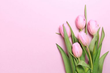 Pembe Lale pembe arka plan üzerinde. Düz yatıyordu, en iyi görünüm. Valenti