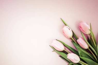 Pembe Lale pembe arka plan üzerinde. Düz yatıyordu, en iyi görünüm. Valenti