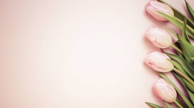 Pembe Lale pembe arka plan üzerinde. Düz yatıyordu, en iyi görünüm. Valenti