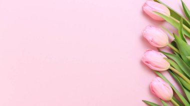 Pembe Lale pembe arka plan üzerinde. Düz yatıyordu, en iyi görünüm. Valenti