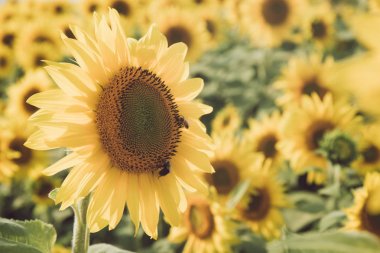 Çiftlikte ayçiçeği alan