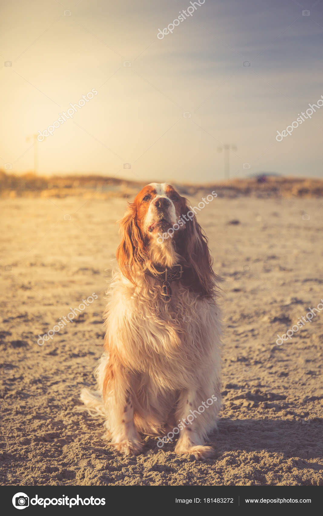 Setter Inglese Sulla Spiaggia Foto Stock Emolchanova