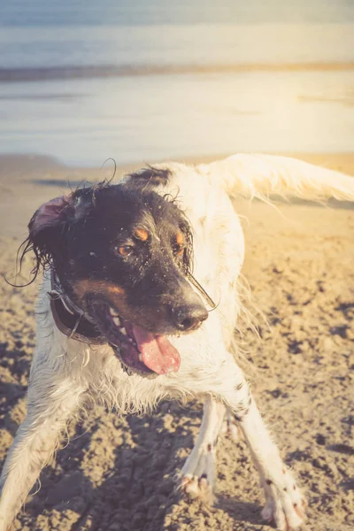 English setter playing on the beach — Stock Photo, Image