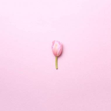 Pembe Lale pembe arka plan üzerinde. Düz yatıyordu, en iyi görünüm. Valenti