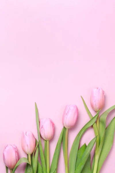 Rosa Tulpen auf dem rosa Hintergrund. flache Lage, Draufsicht. valenti — Stockfoto