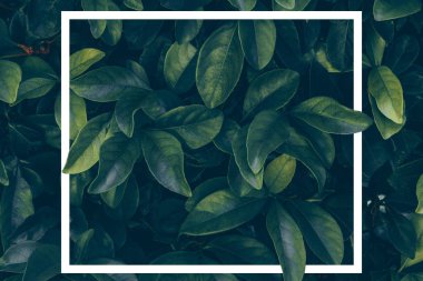 Beyaz çerçeveli yeşil yapraklı arkaplan