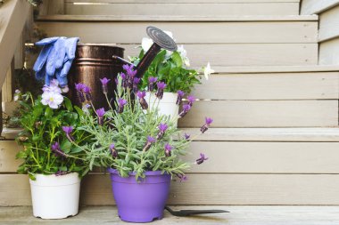 Bahçedeki merdivenlerde çiçek açma ihlali ve lavanta. Çocuk aile bahçıvanlığı konsepti