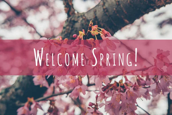 Florecimiento de cerezos. Concepto de primavera y naturaleza tranquila con palabras de bienvenida de primavera — Foto de Stock