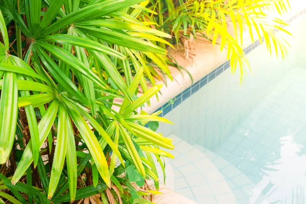 Szczegóły luksusowego tropikalnego ogrodu wypoczynkowego z palmami i basenem ze słoną wodą — Zdjęcie stockowe