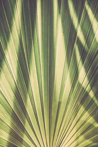 Abstraktní pozadí se světlou a stínovou texturou na palmovém listu — Stock fotografie