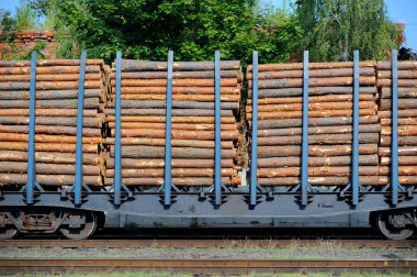 yük treni çam dalları ile yüklü