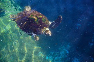 Kızıldeniz su kaplumbağaları