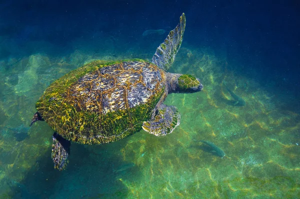 Черепахи в воде на Красном море — стоковое фото