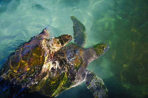 Turtles in the water on the red sea — Stock Photo, Image