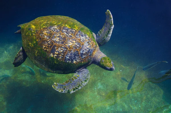 Tartarugas na água no mar vermelho — Fotografia de Stock