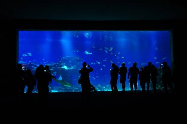 İnsanlar büyük bir akvaryum stand