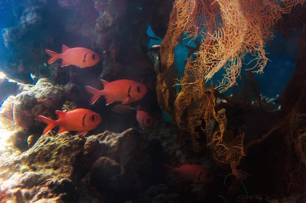 紅海の水族館を魚します。 — ストック写真