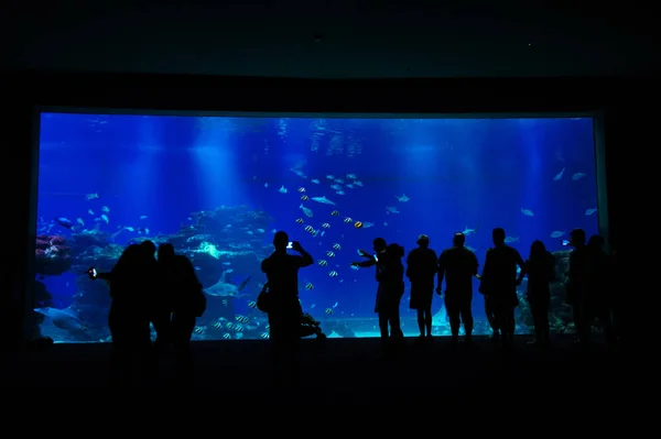 Люди стоять біля великого акваріума — стокове фото