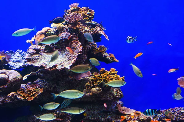 Vissen in een aquarium op de rode zee — Stockfoto