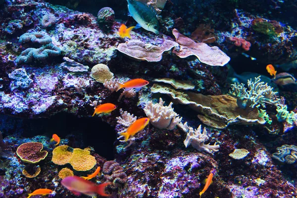 紅海の水族館を魚します。 — ストック写真