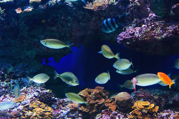 紅海の水族館を魚します。 — ストック写真