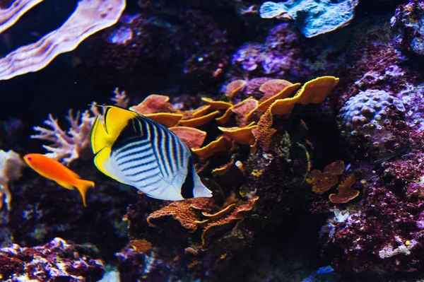 Vissen in een aquarium op de rode zee — Stockfoto