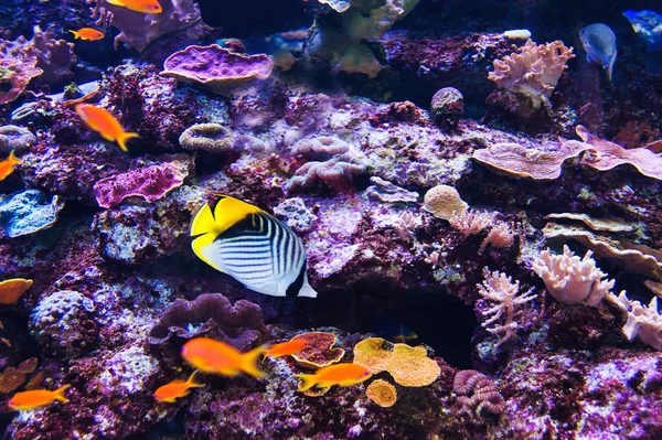 紅海の水族館を魚します。 — ストック写真