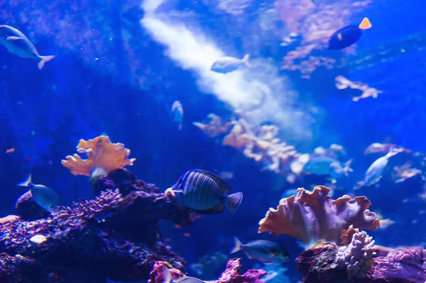 Vissen in een aquarium op de rode zee — Stockfoto