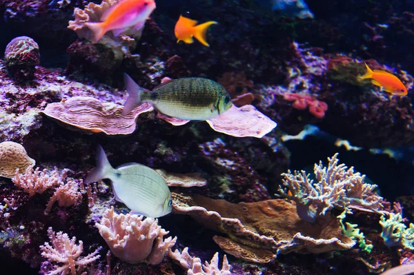 紅海の水族館を魚します。 — ストック写真