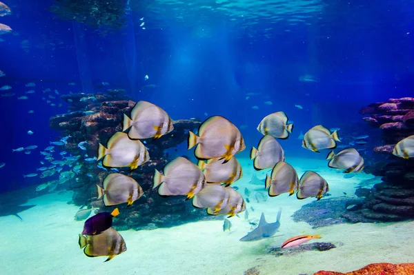 Vissen in een aquarium op de rode zee — Stockfoto