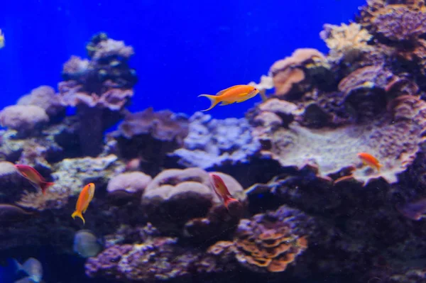 Vissen in een aquarium op de rode zee — Stockfoto